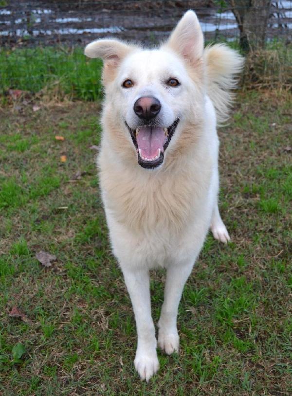 GELSOMINA, cagnolozza bella e vivace (Pavia) Foto 4